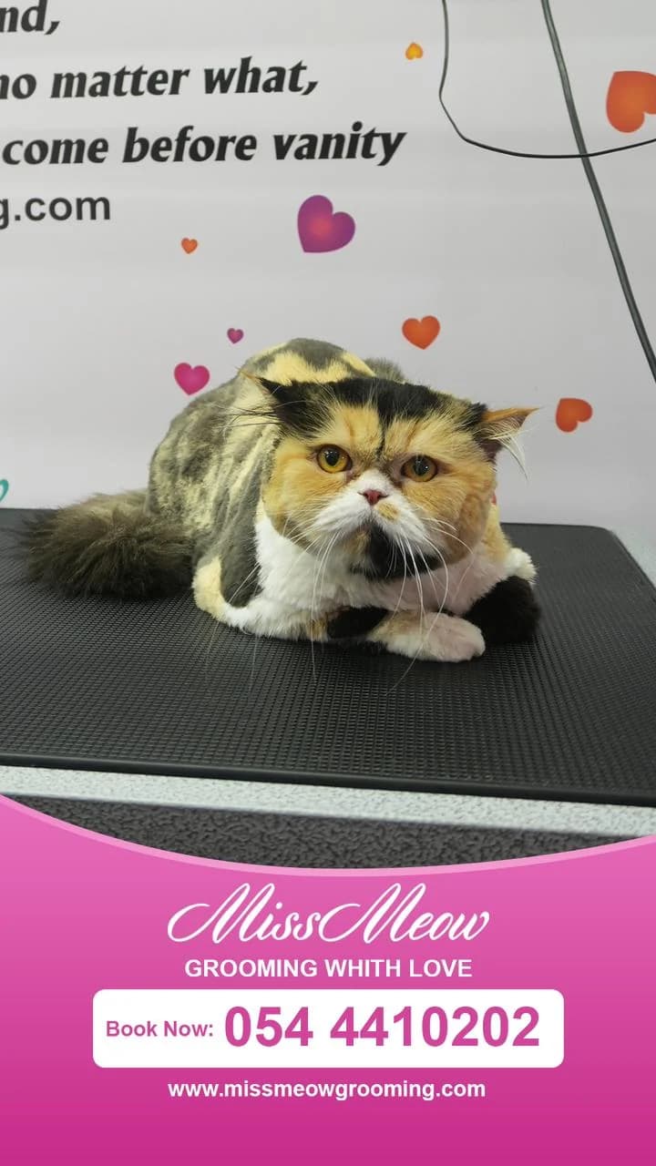 Miss Meow Grooming