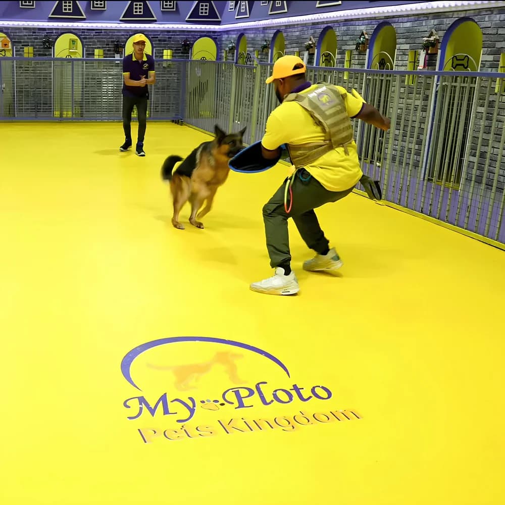 My Ploto Pets Boarding